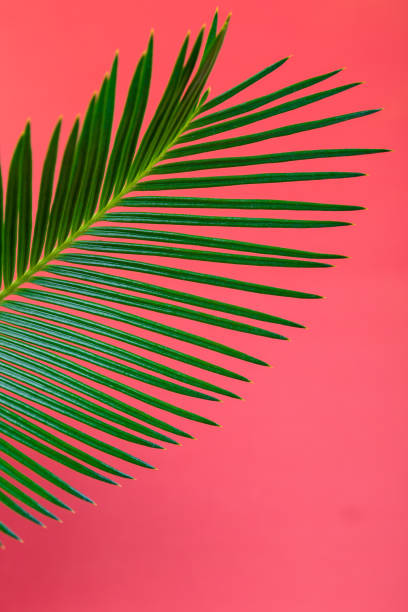 istock Tropical Background Palm Trees Branches. Holiday. Travel. Copy space. 897050518
