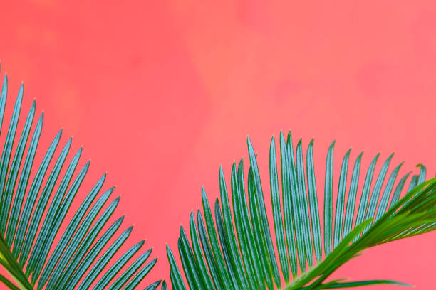 istock Tropical Background Palm Trees Branches. Holiday. Travel. Copy space. 897050662
