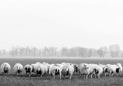 Flock of sheep that, except for one, are all facing the camera with their rear, only one sheep does not walk with the pack.