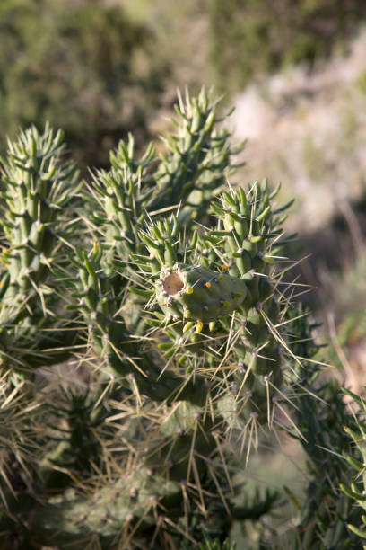 istock Cactus Plant; It's Cubells; Ibiza 897052928
