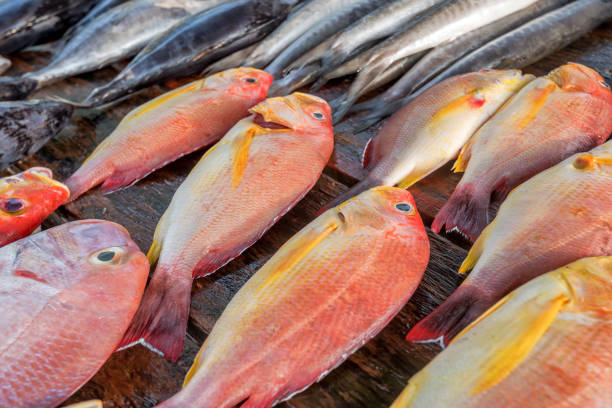 istock Fresh raw fish at market 897053360