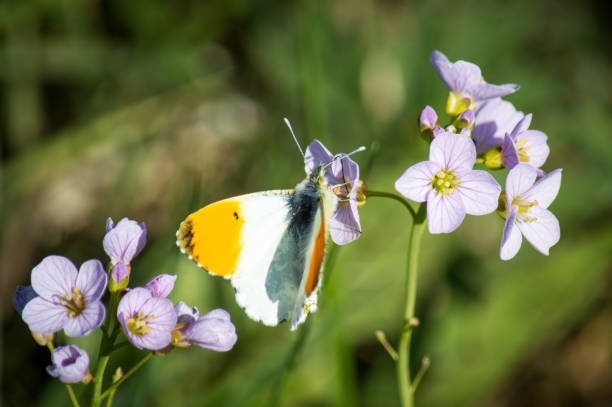 Orange-tip butterfly on Cuckoo flowers The colourful butterfly feeds from the wildflowers anthocharis cardamines stock pictures, royalty-free photos & images