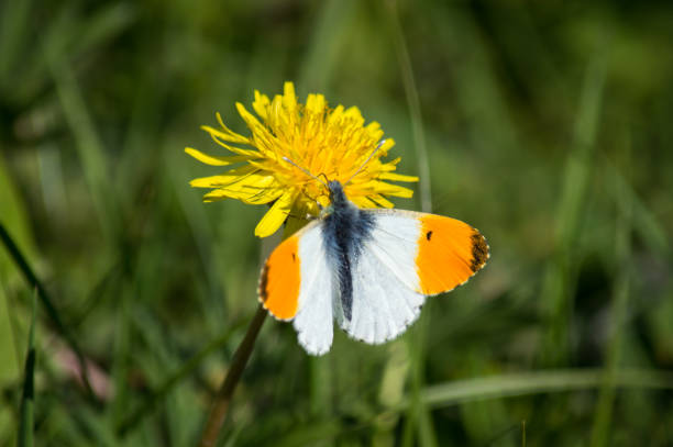 istock Orange-tipped butterfly on a Dandelion 897053784