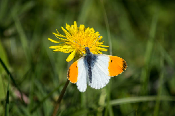 Orange-tipped butterfly on a Dandelion The colourful butterfly feeds from the bright wildflower anthocharis cardamines stock pictures, royalty-free photos & images