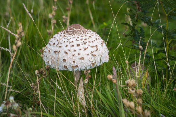 istock Parasol Mushroom in long grass 897053812