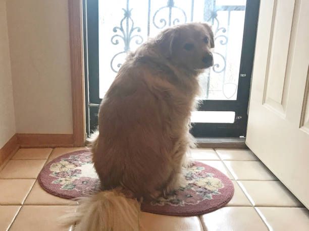 istock Dog waiting for owner to come home 897054530