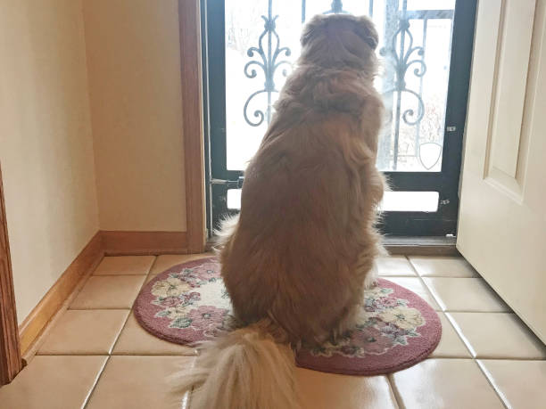 istock Dog waiting for owner to come home 897055954