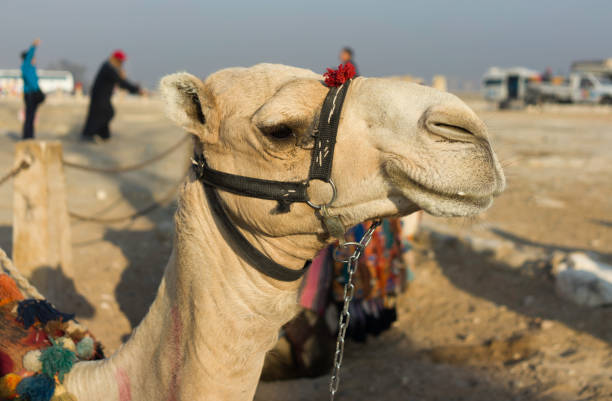 camel stock photo