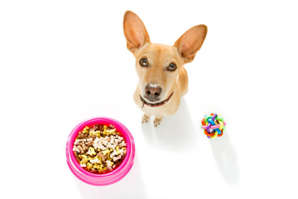 istock hungry dog with food bowl 897059320