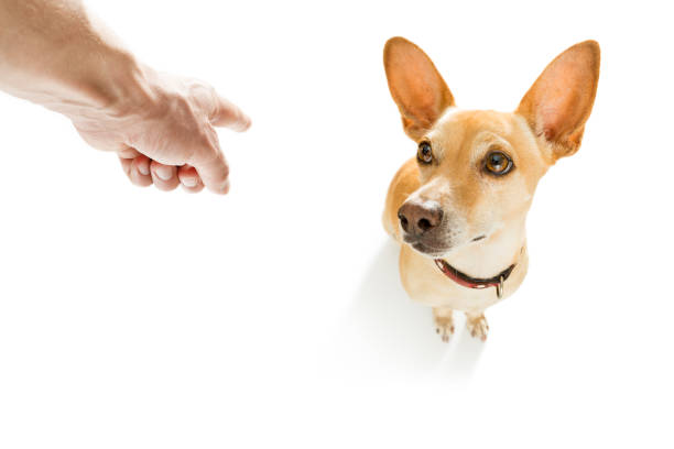 istock owner punishing his dog 897059472