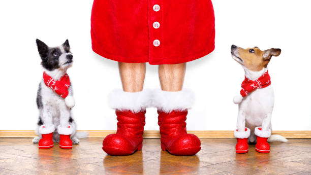 istock christmas santa claus dogs 897059564