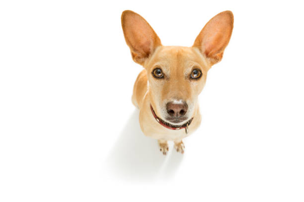 close up curious dog looks up - podenco imagens e fotografias de stock