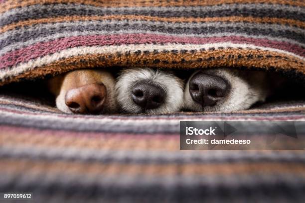 Hunde Unter Decke Zusammen Stockfoto und mehr Bilder von Hund - Hund, Nase, Winter