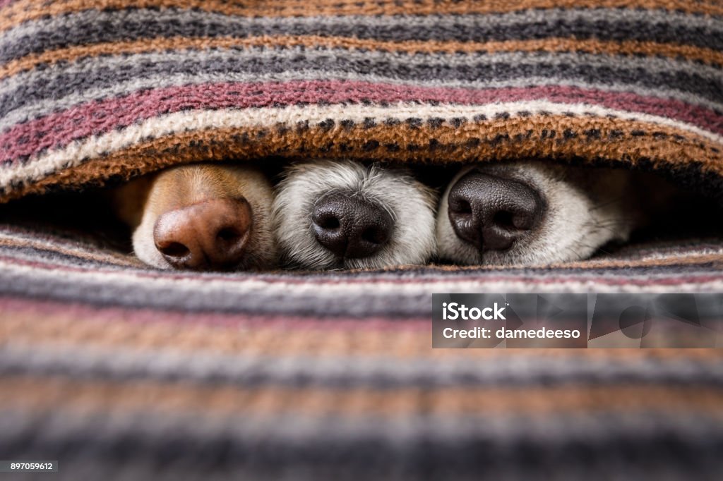 chiens sous couverture ensemble - Photo de Chien libre de droits