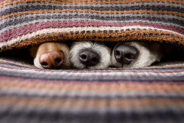 couple of dogs in love sleeping together under the blanket in bed , warm and cozy and cuddly