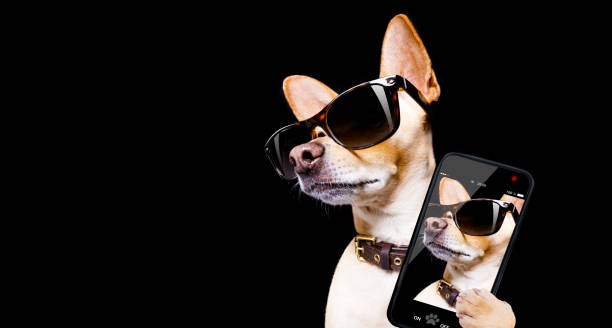 istock posing dog with sunglasses 897059640