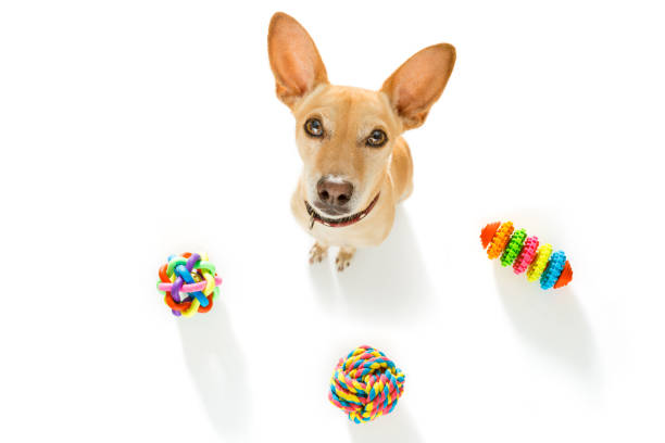 istock dog with pet toys 897059818