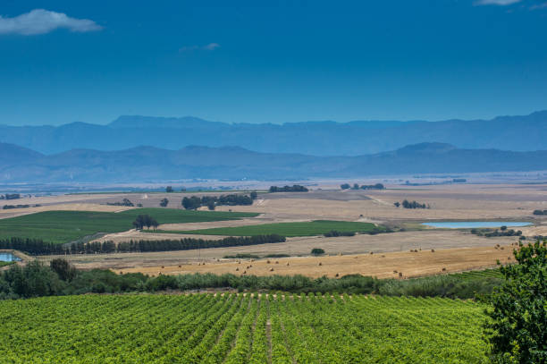 The Saronsberg mountains rise behind winter-bare vineyards, mirrored perfectly in a tranquil farm dam, creating a serene and picturesque rural landscape.