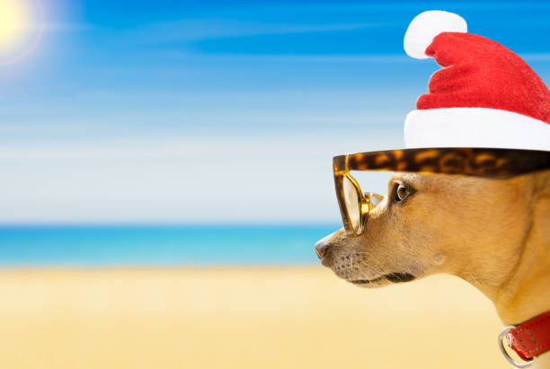 istock dog watching the beach on summer christmas holidays 897059930