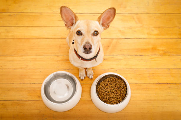 istock hungry dog bowl 897060010