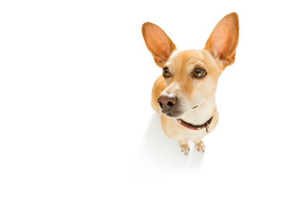 istock dog  looking up to owner 897060282