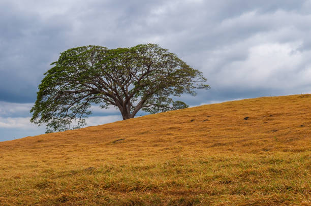 코스타리카에 guanacaste 트리 - growth tree spirituality tranquil scene 뉴스 사진 이미지