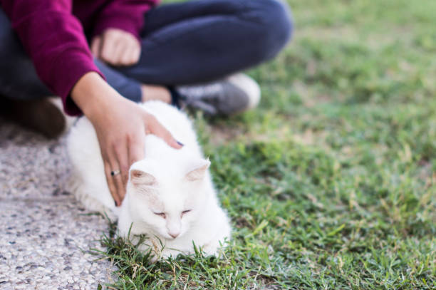 istock Closeup of a beauty white cat 897063808