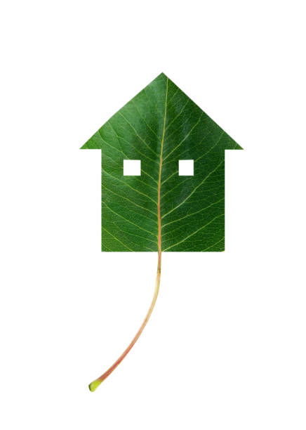 istock Close-Up Of House Shaped Leaf Over White Background 897063822