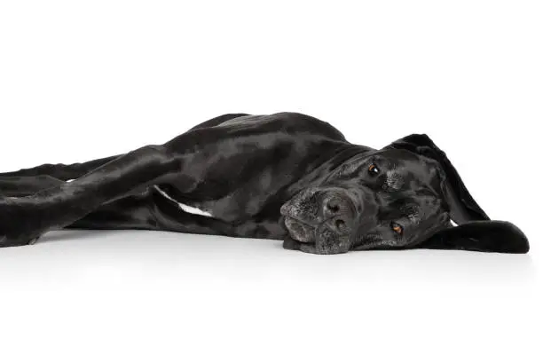 Great Dane resting on a white background