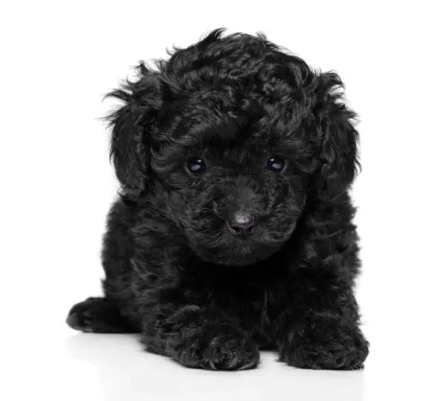 Close-up of black Toy Poodle puppy on white background