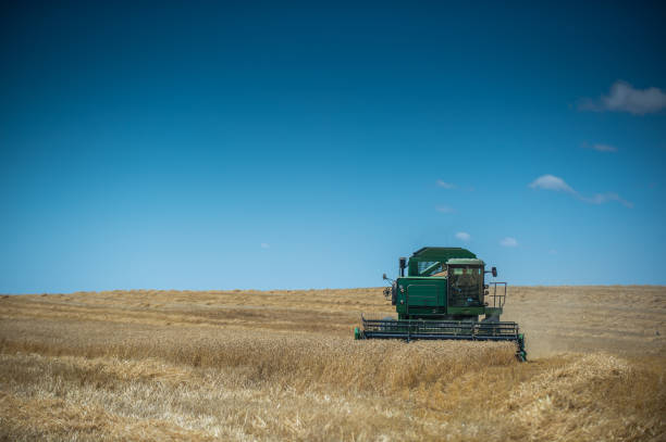 A green combine harvester harvesting ripe grain wheat barley in summer with a clear blue sky Malmesbury Western Cape Cape Winelands Cape Town Swartland South Africa