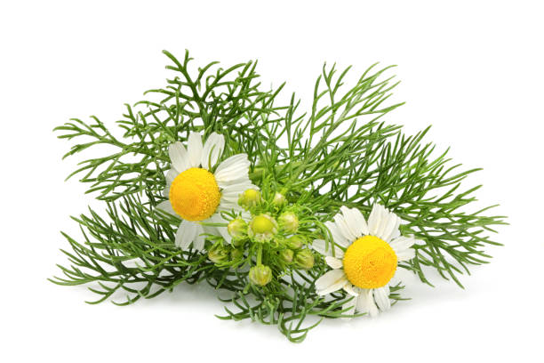 blumen-kamille, matricaria isoliert - herb chamomile flower arrangement flower stock-fotos und bilder