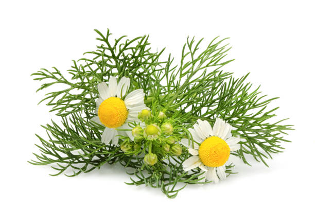 kwiaty rumianku, matricaria izolowane - chamomiles zdjęcia i obrazy z banku zdjęć