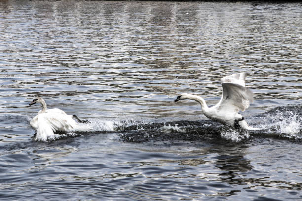 istock Swans swim and play in a water 897070320