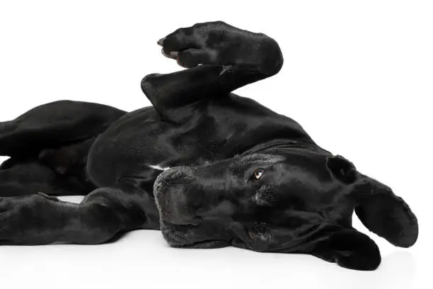 Great Dane lying down and playing on a white background
