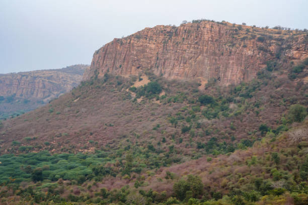 istock Landscape of Ranthambore, India. Lonely tree 897070660