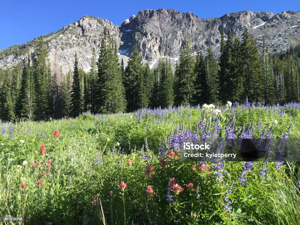 Alta Wildflowers Wildflowers in the high mountain meadows of Alta, Utah. Utah Stock Photo