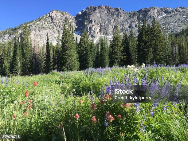 Alta Wildflowers Stock Photo - Download Image Now - Utah, Mountain, Flower