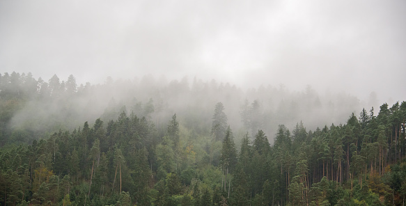 Morning mist in a forest at the top of a mountains