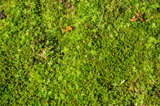istock Background of the green moss 897091882