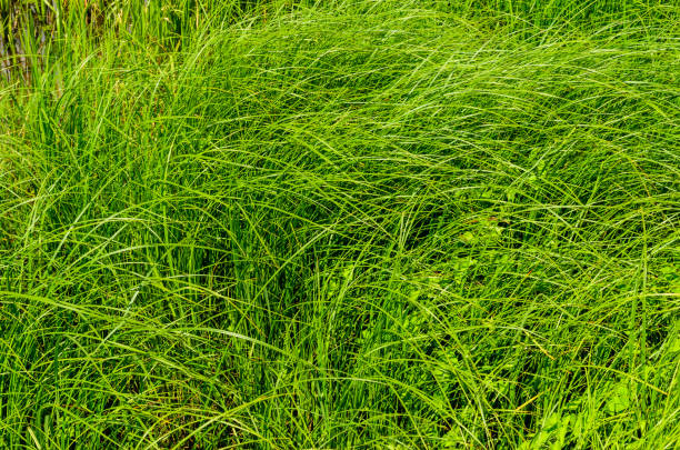istock Background of the green grass 897091910