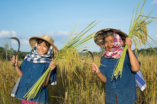 istock Senior Farmer Standing With Granddaughter On Field 897103872