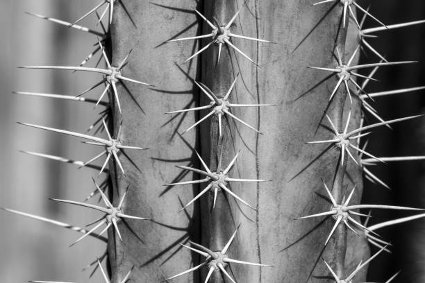 istock Close up of cactus thorn in black and white 897115816