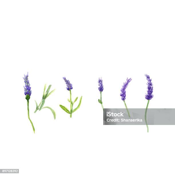 Lavender Flowers In A Watercolor Style Isolated Watercolor Botanical Illustration On White Stock Illustration - Download Image Now