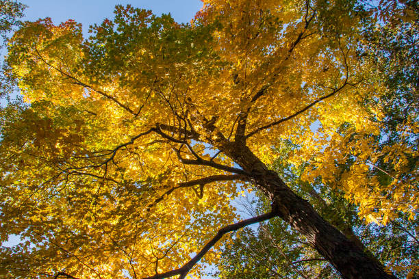 istock Autumn leaves 897132988