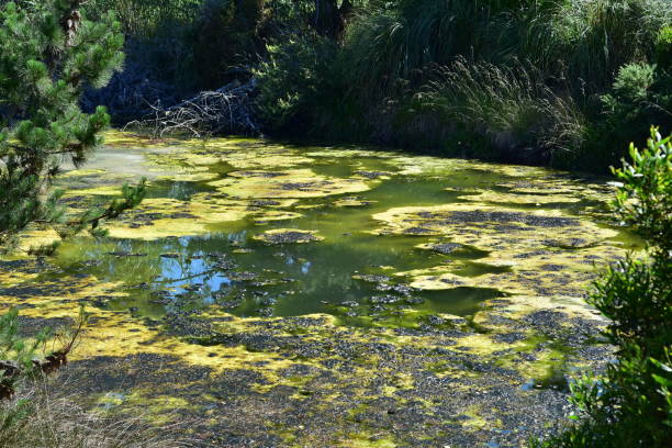 Algal bloom in pond stock photo