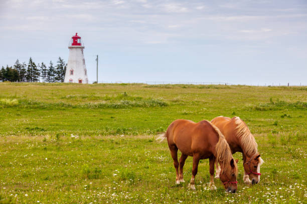 istock Horses in front of Panmure Head Lighthouse on Prince Edward 897148912