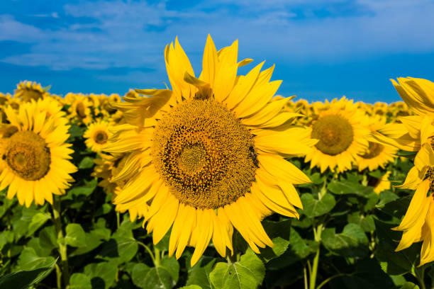 istock Sunflower head on field on sunny day 897158486