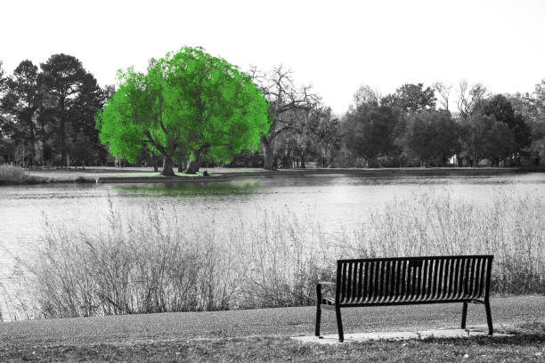 istock Green tree in black and white landscape scene 897171576