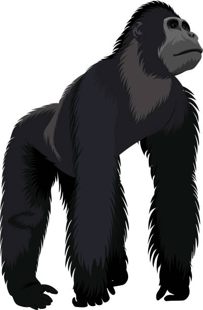 vektor isoliert männlichen gorilla - silberrucken gorilla stock-grafiken, -clipart, -cartoons und -symbole